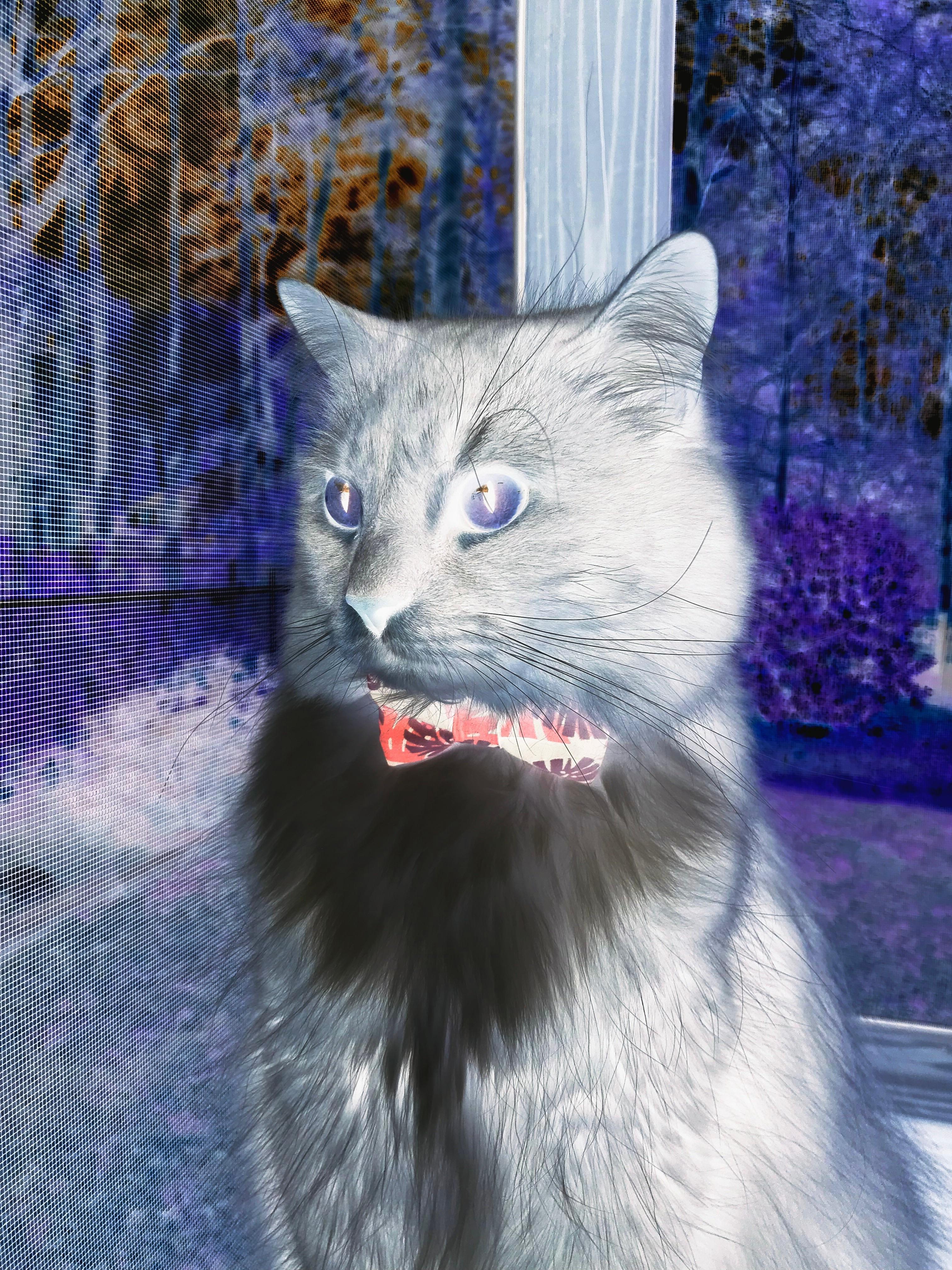 战术变革助新月立足亚洲赛场