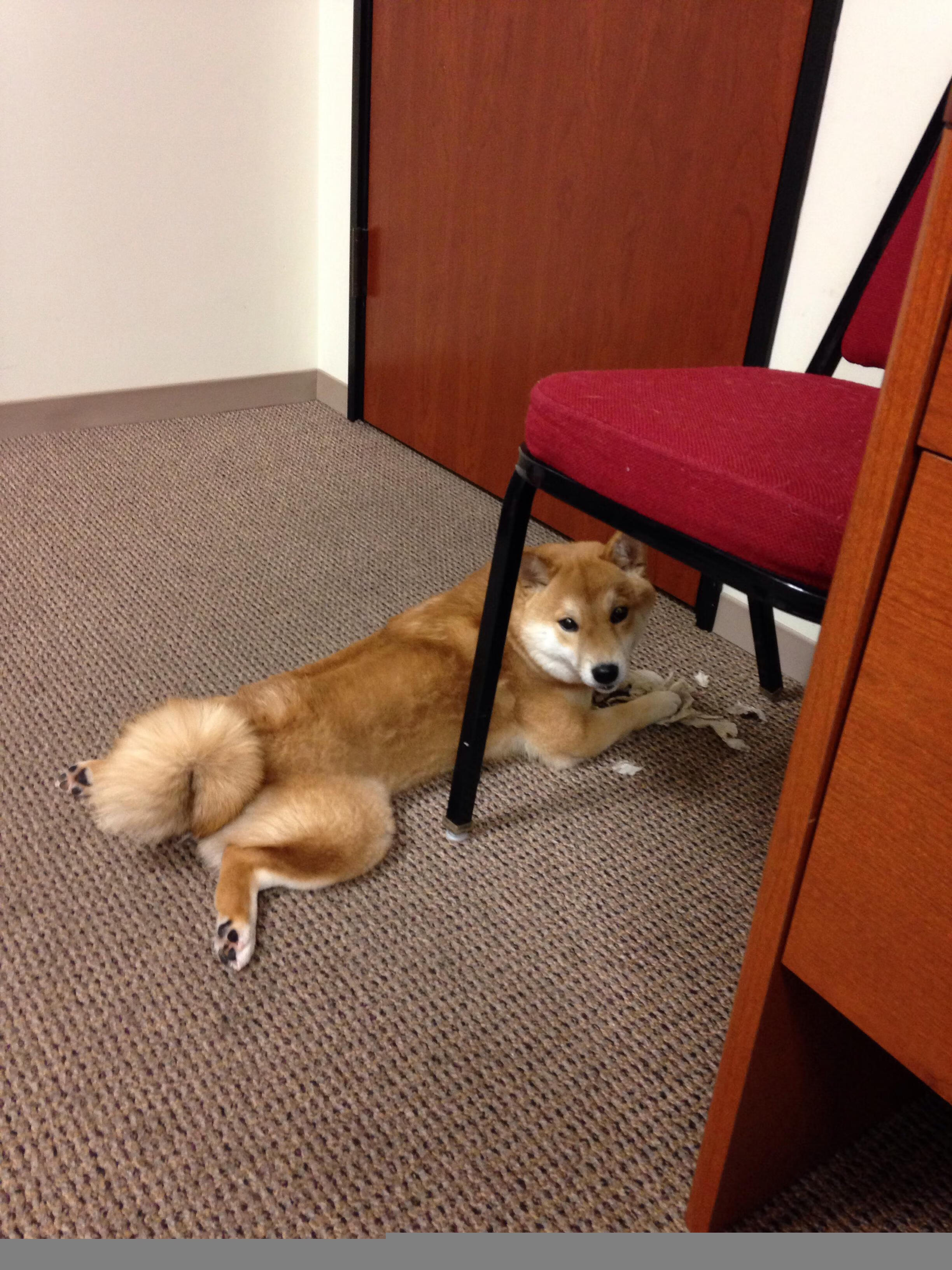 热刺持续渗透制造禁区混乱，热刺desk