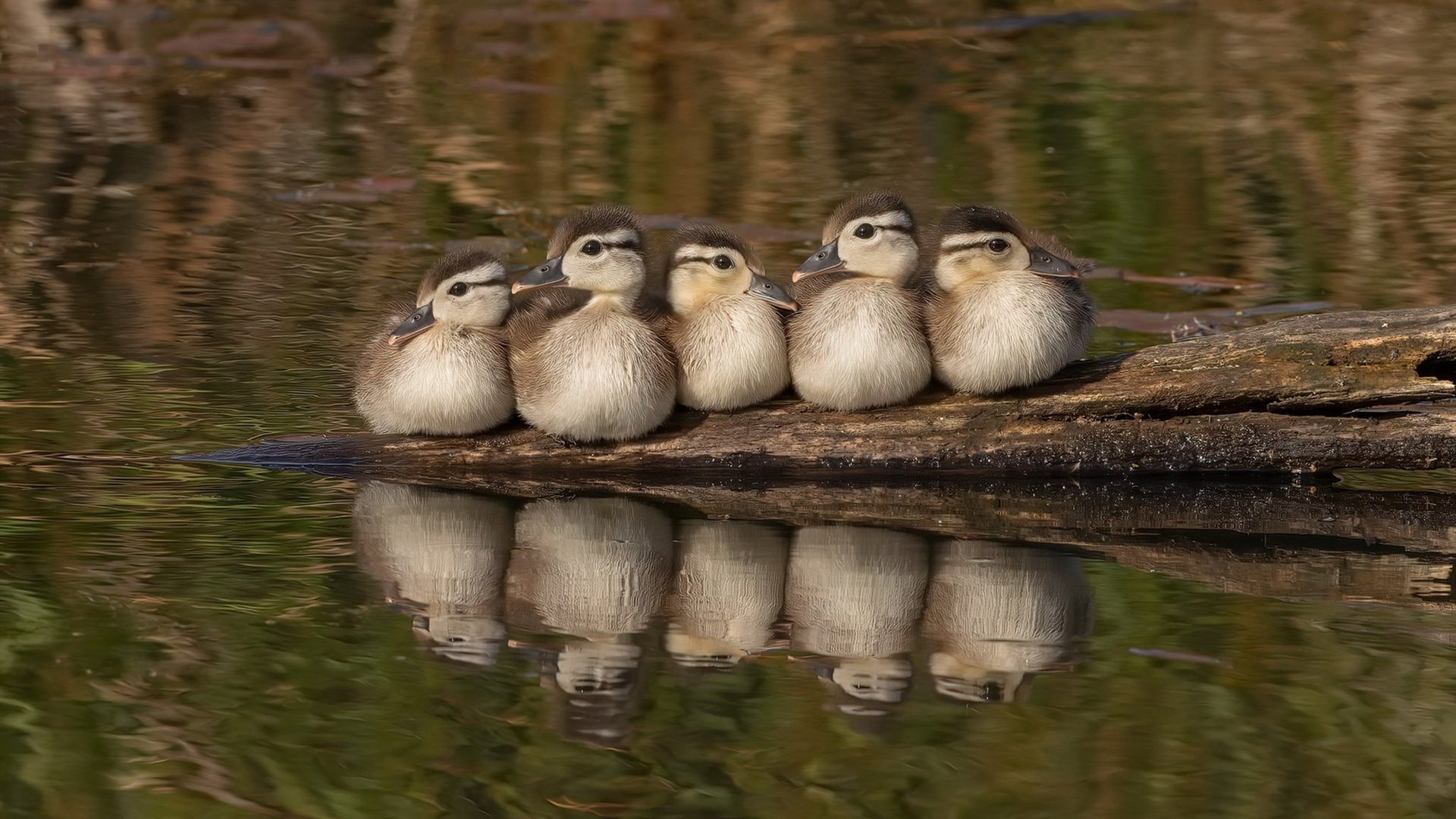 皇马压迫反击配合默契致命，皇马反击视频
