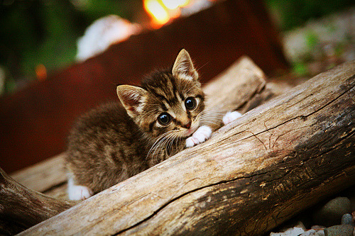 九游官网入口充值-训练方式创新多样化推广，创新训练理念和模式,加强训练规范和组训标准建设