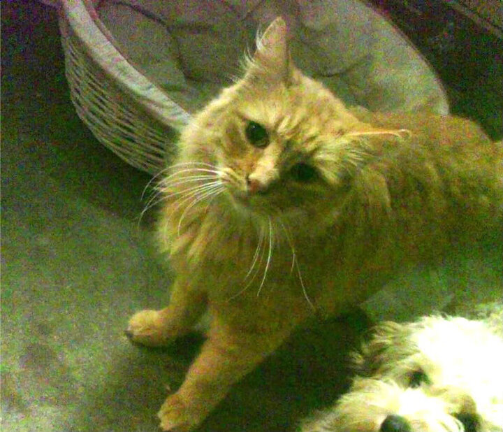 青年运动员辅导机制加入职业规划辅导，青少年运动员培养