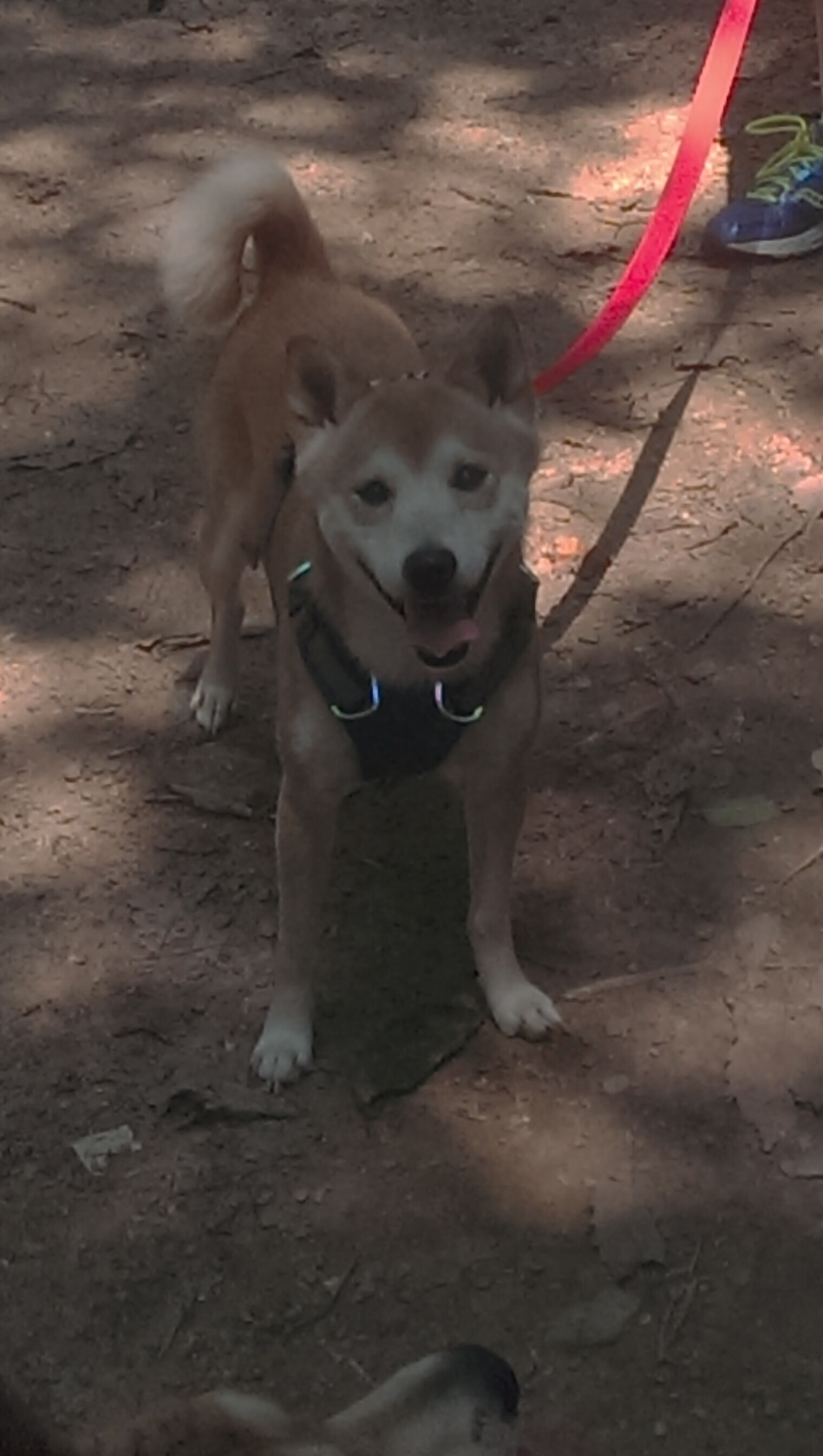 全国U18篮球联赛圆满落幕，全国u18篮球联赛圆满落幕视频