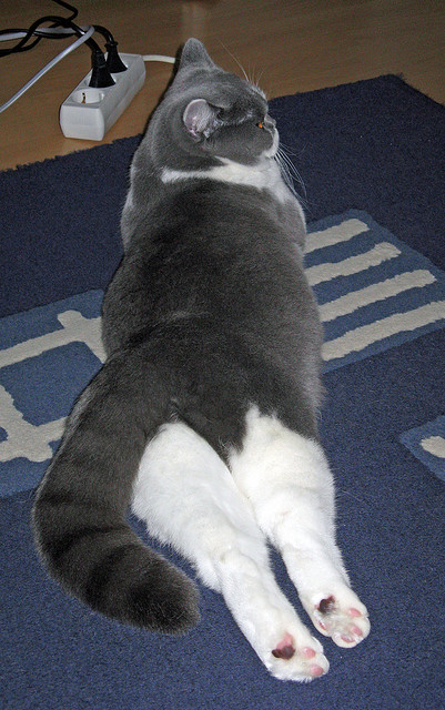 九游网页版入口-意甲明星闪耀：个性发挥，装备齐全！，意甲明星赛