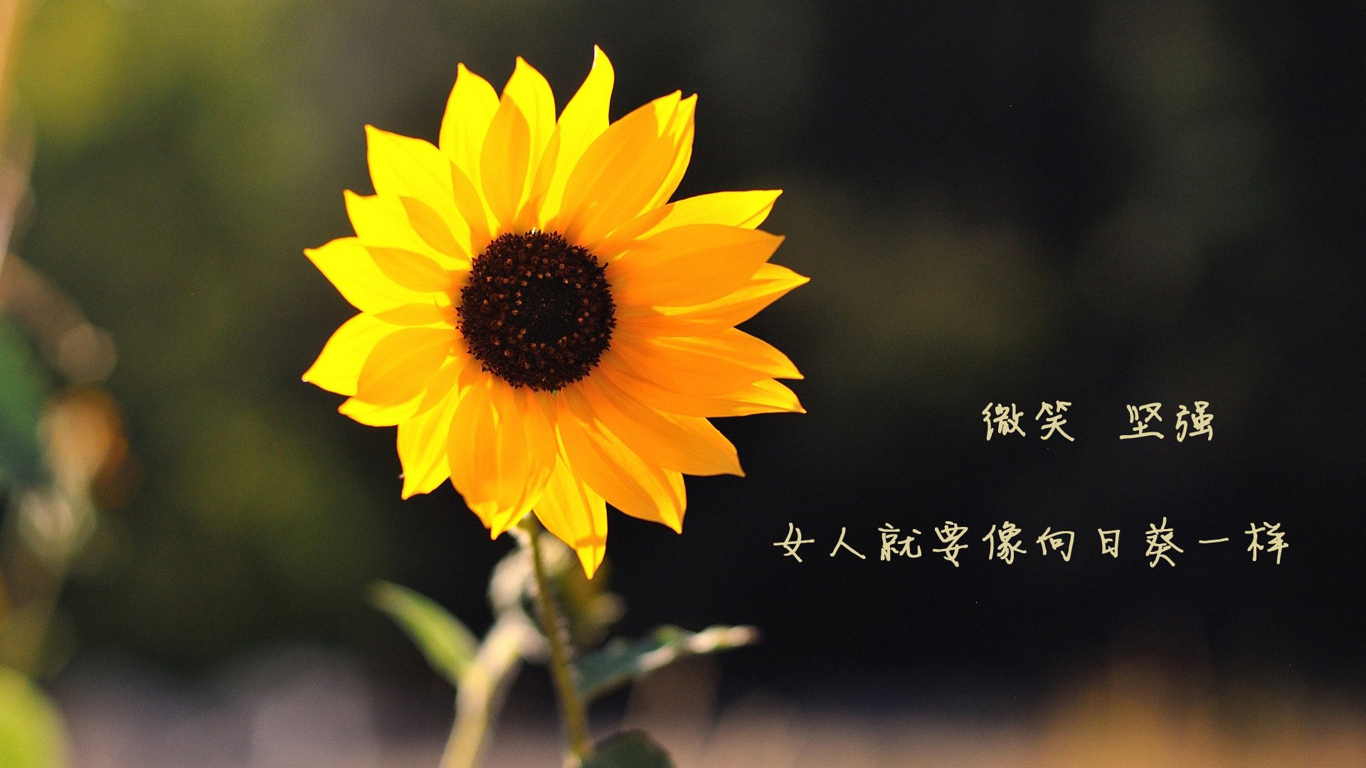 九游娱乐登录-欧洲女子篮球超级联赛中，波兰与捷克队羽翼渐丰，期待奇迹，波兰球欧洲杯