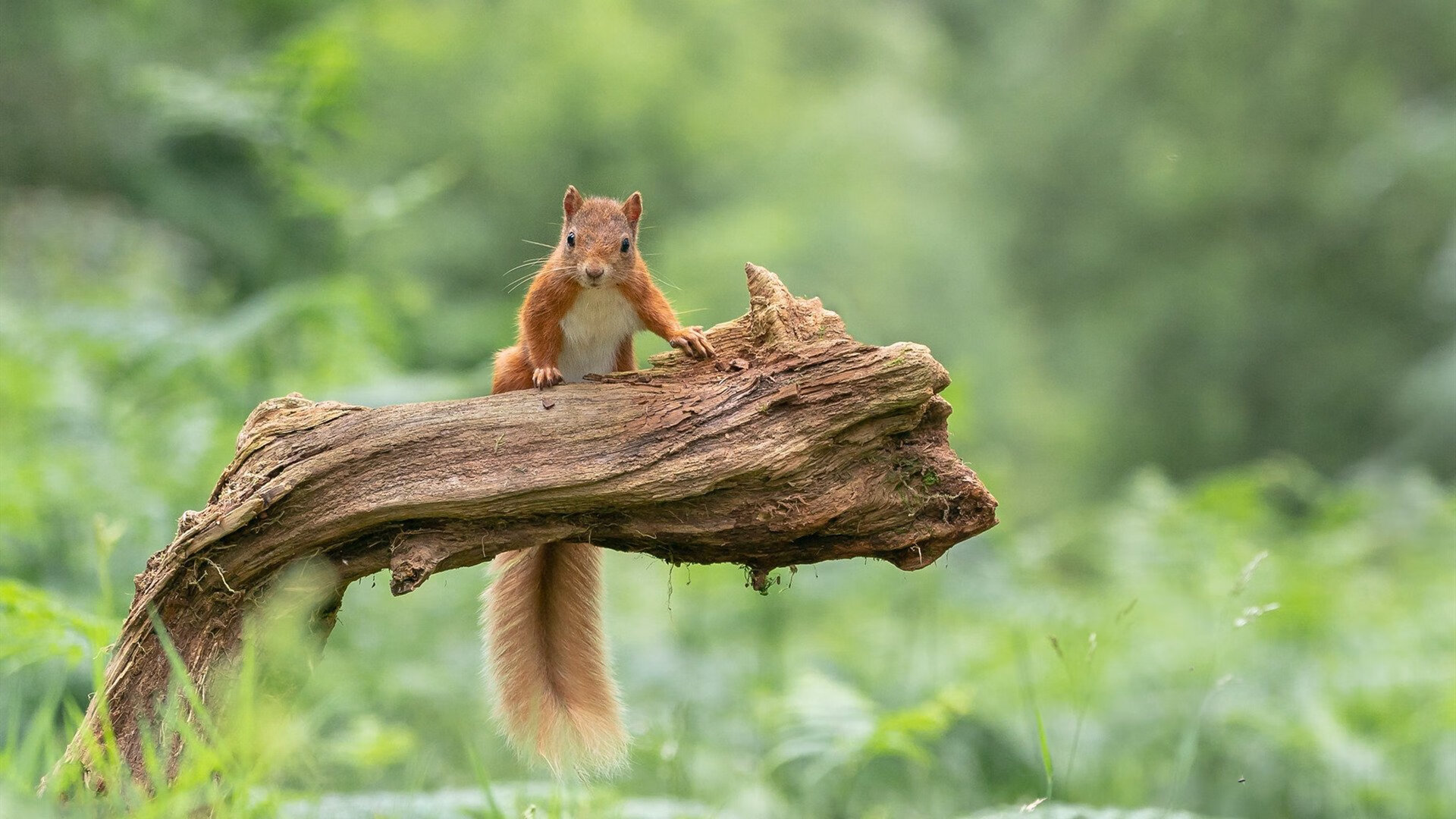 欧洲女子篮球超级联赛中，波兰与捷克队羽翼渐丰，期待奇迹，波兰球欧洲杯