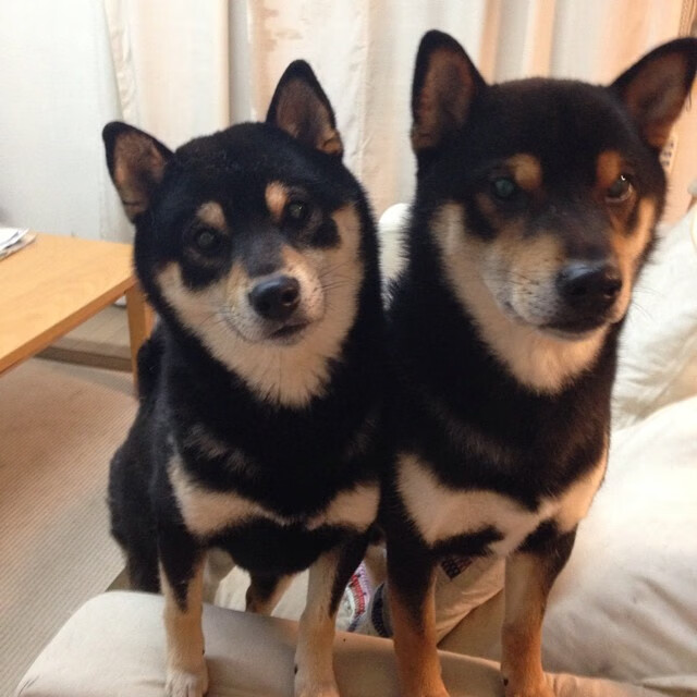 独行侠进攻端多点开花轻取对手，独行侠队控卫